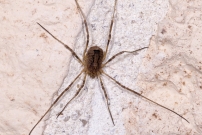 Le Faucheur pineux (Opiliones - Phalangiidae - Odiellus spinosus)